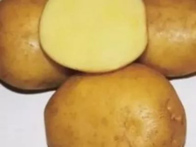сорт картофеля метеор