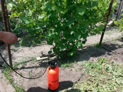 опрыскивание винограда весной