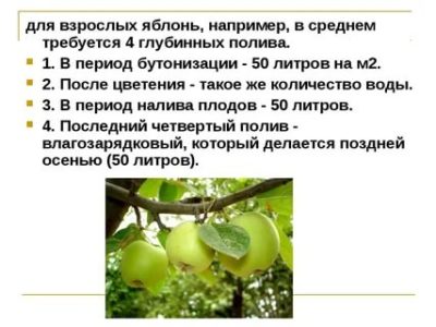 сроки полива плодовых деревьев