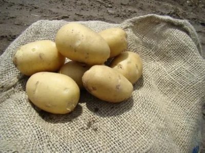 сорта картофеля для ленинградской области