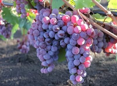 сорта винограда для самарской области