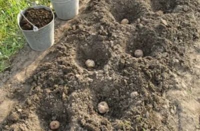 как правильно посадить картофель чтобы получить хороший урожай