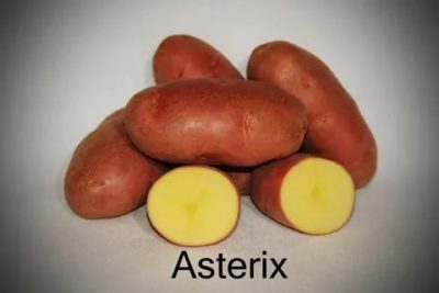астерикс сорт картофеля