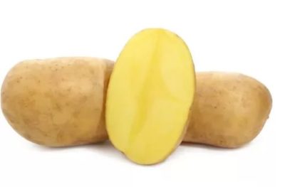 сорт картофеля лилея