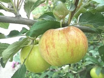 летние сорта яблонь для подмосковья
