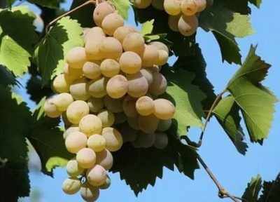 сорт винограда бианка