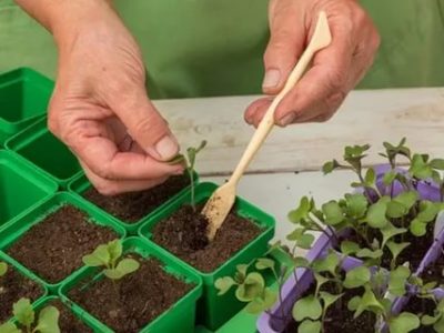 как посадить цветную капусту на рассаду дома