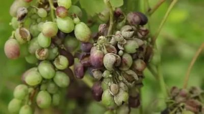 борьба с оидиумом на винограде