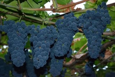 лучшие технические сорта винограда