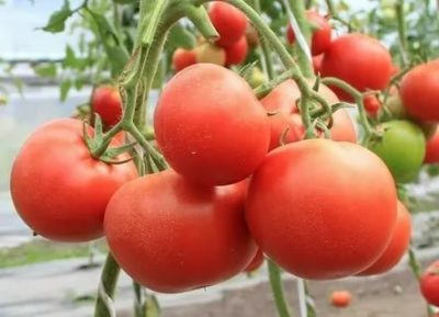 сорт томатов евпатор