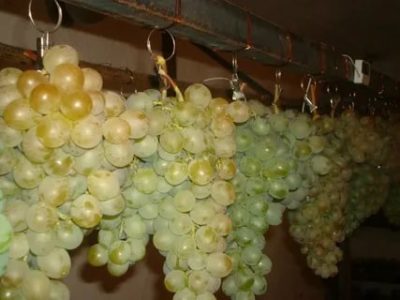 как сохранить виноград на зиму в домашних условиях