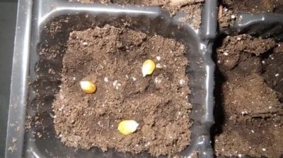 как сажать кукурузу в открытый грунт семенами