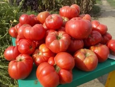 сорта томатов для среднего поволжья