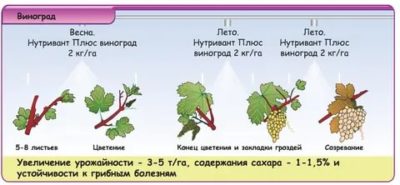 обработка винограда весной от болезней и вредителей