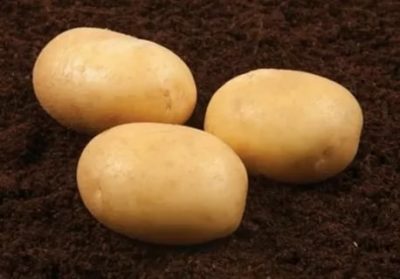 картофель банба описание сорта