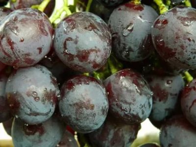 виноград рошфор описание сорта