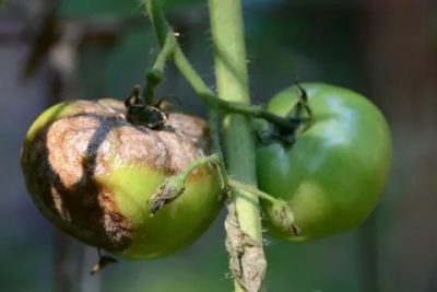 как избавиться от фитофторы в теплице на помидорах