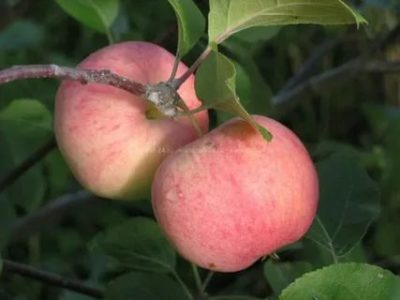 сорта яблонь для свердловской области