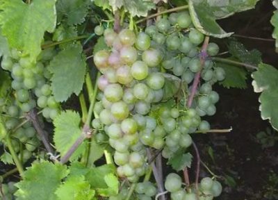 сорта винограда для северо запада