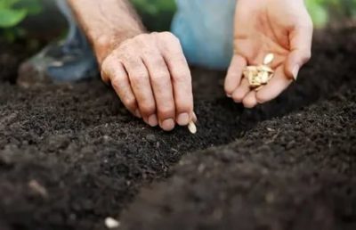 как посадить тыкву в открытый грунт семенами