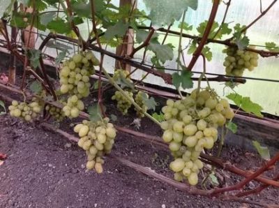 сорта винограда для ярославской области