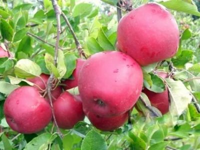 сорт яблони рубин