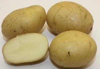 елизавета сорт картофеля