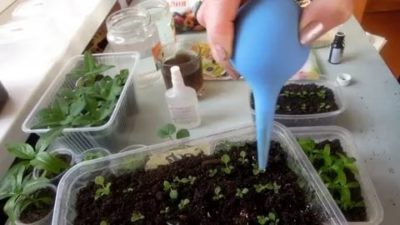 как поливать семена