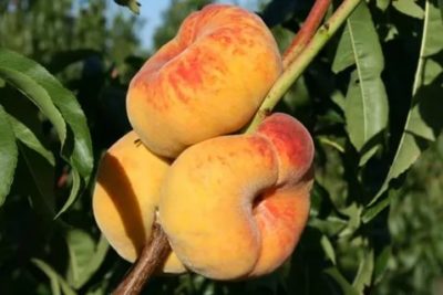 инжирный персик сорта