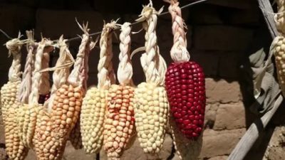 как сушить кукурузу