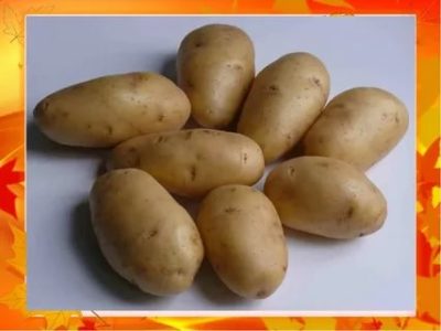 лучшие семена картофеля