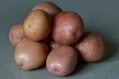 картофель романо описание сорта