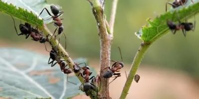 как избавиться от муравьев на смородине