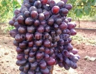 сорт винограда юпитер