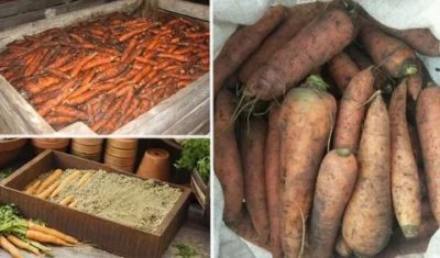 как хранить морковь в погребе