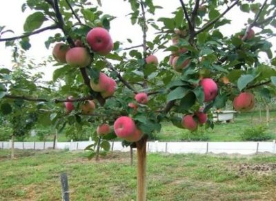 яблони низкорослые сорта