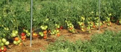 помидоры посадка и уход в открытом грунте