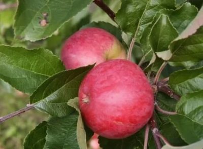 малиновка сорт яблок