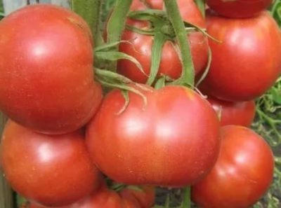 сорта томатов для урала в открытом грунте