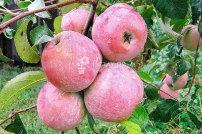 самоплодные сорта яблонь