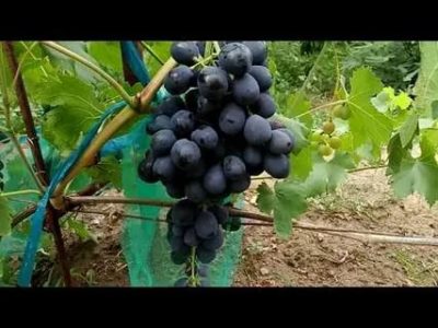 сорт винограда ришелье