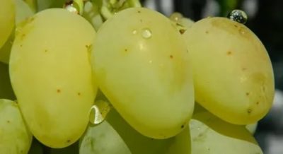 сорт винограда гордей