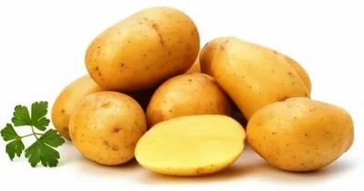 картофель ласунок описание сорта