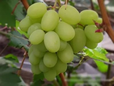 крупные сорта винограда
