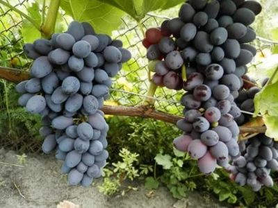 сорт винограда юпитер