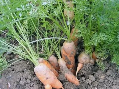 как часто поливать морковь после посадки