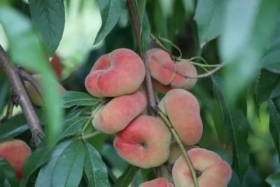 инжирный персик сорта