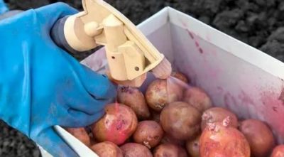 обработка семян картофеля перед посадкой