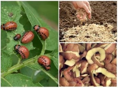 как избавиться от жуков на картошке