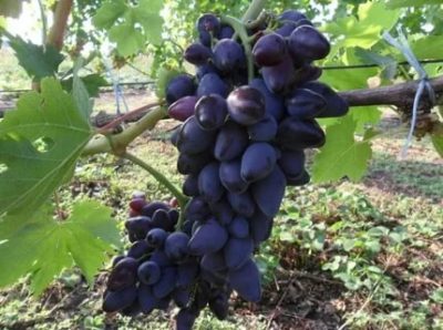 саженцы винограда для подмосковья